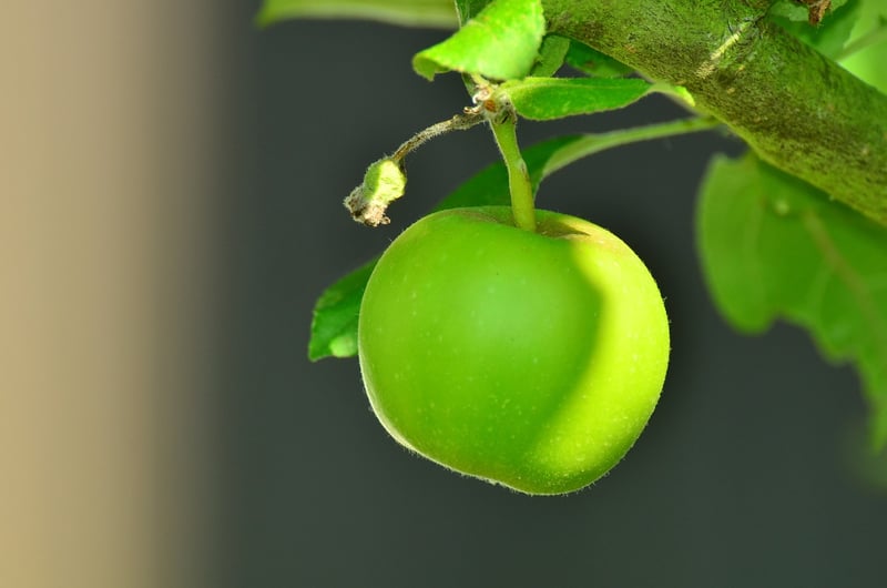 Apple Tree in Garden