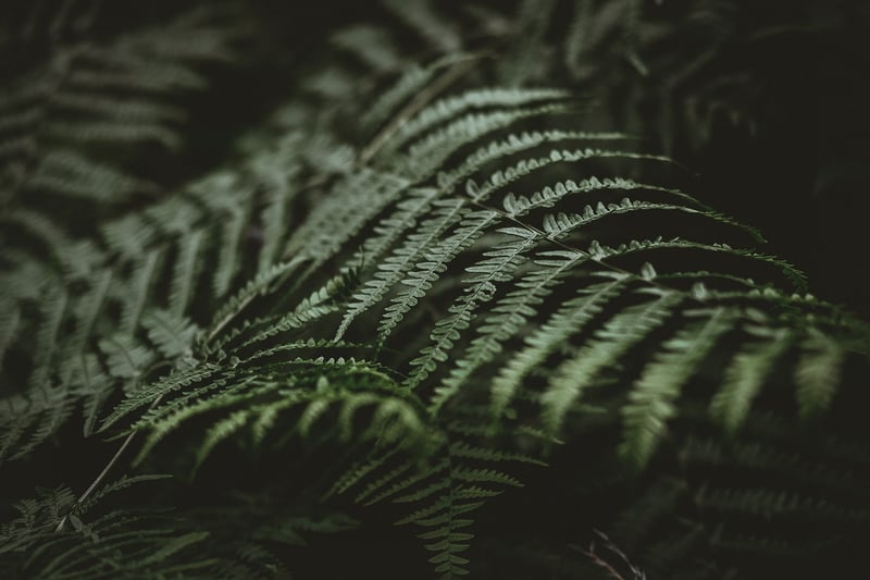 Indoor Plants