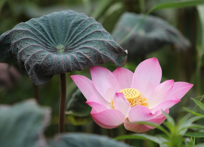 Flowering Plant